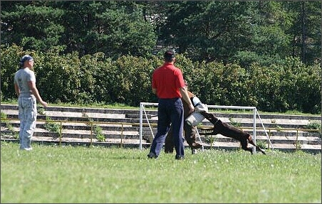 Sasha - Estonia championship 2007  in IPO 3